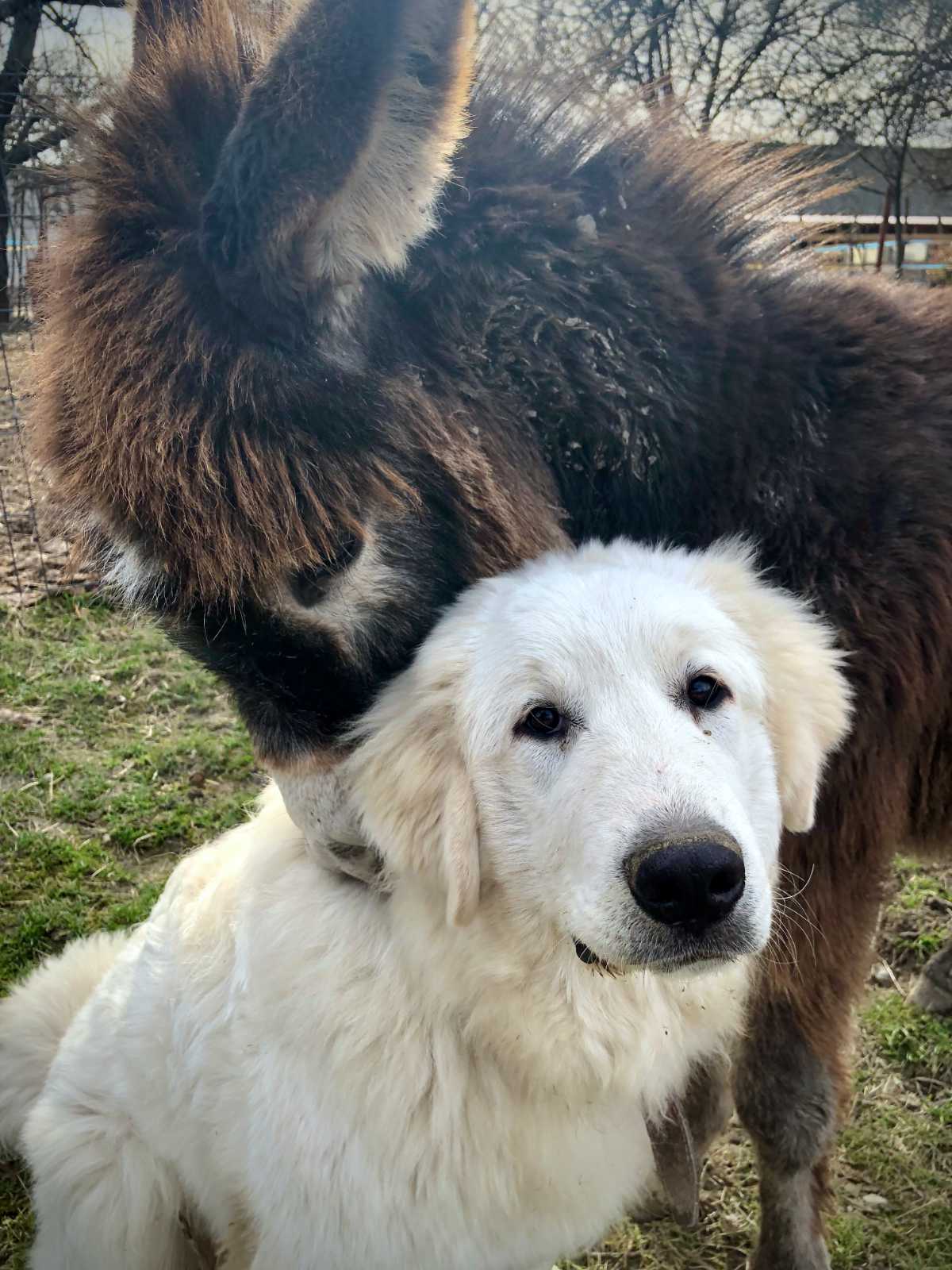 Pyrenejský horský pes Maťko so svojim kamarátom, somárikom Aladárom